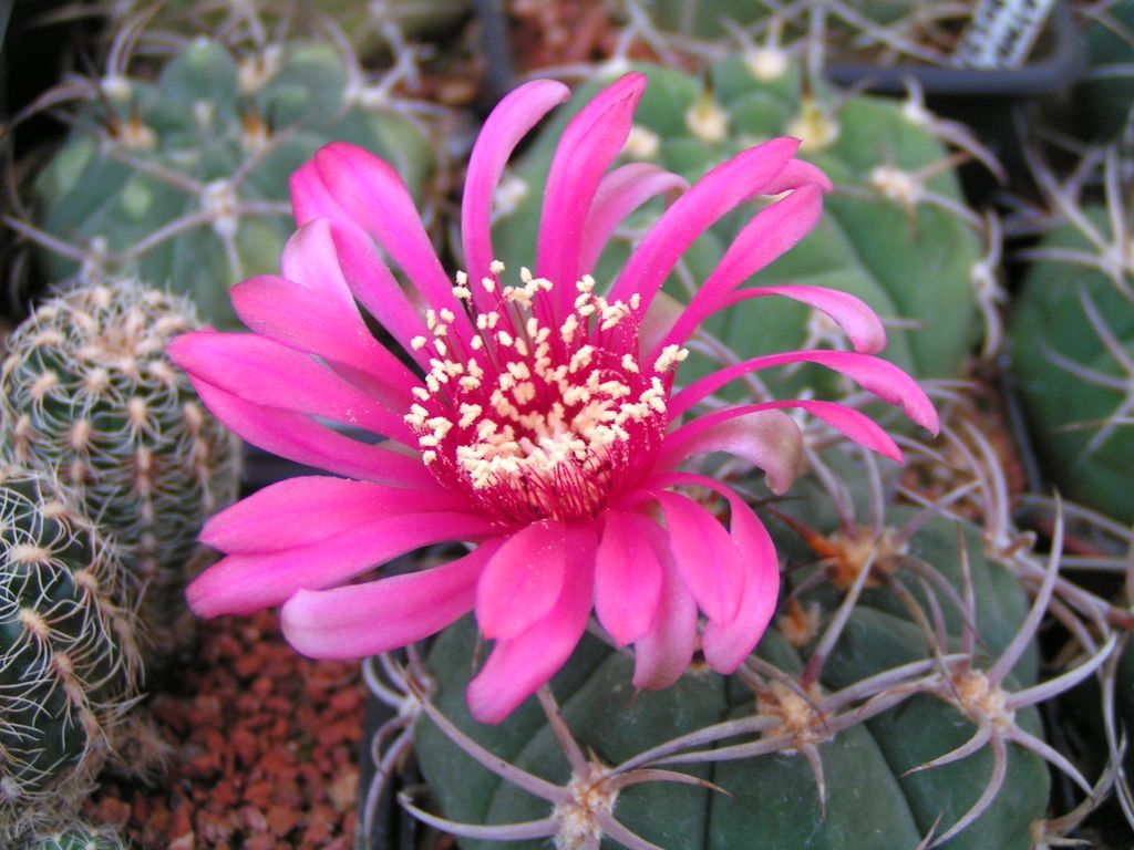 Gymnocalycium carminanthum